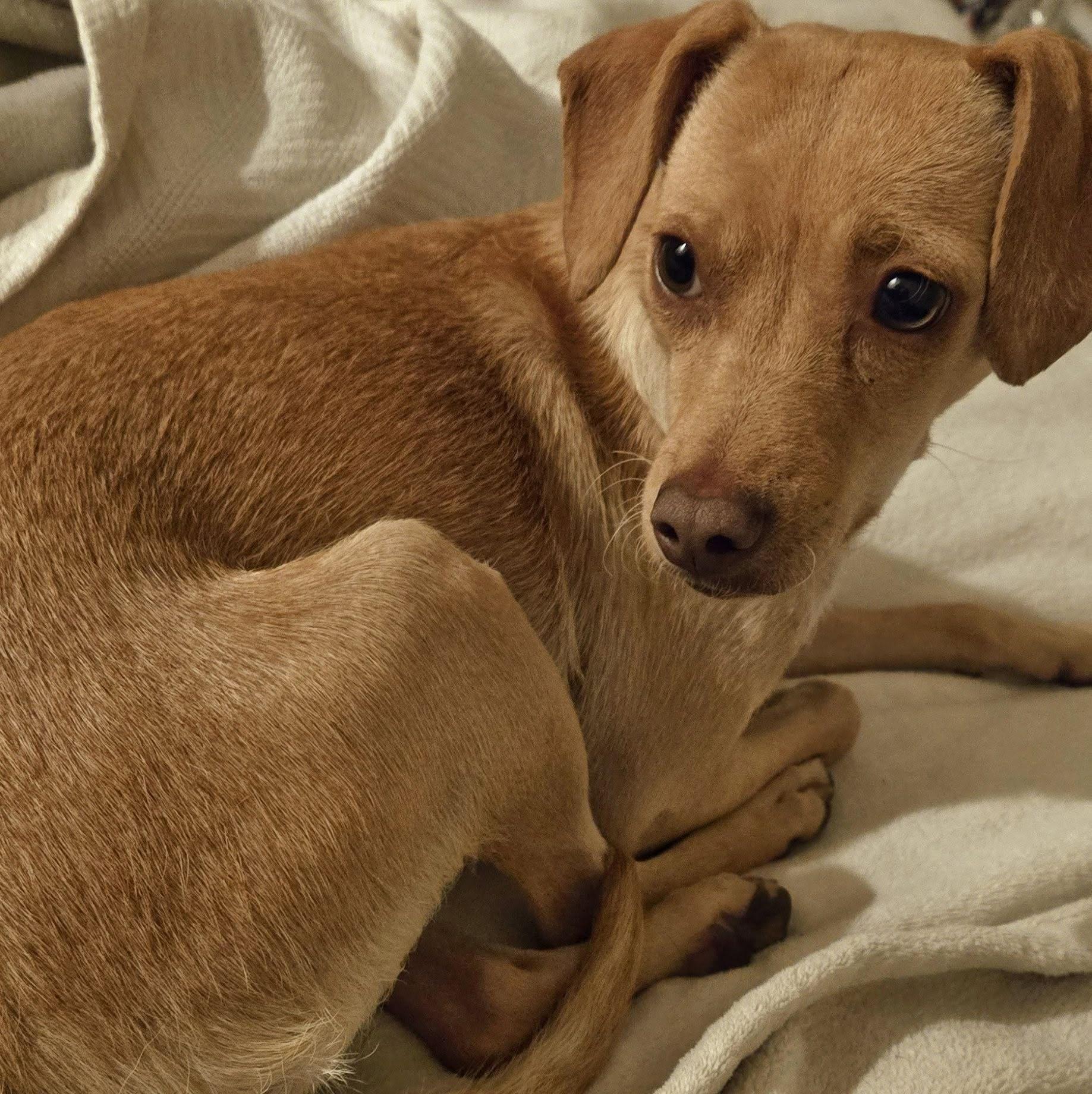 Esha'ntarl, ADOPTABLE, Adult Female Chihuahua.