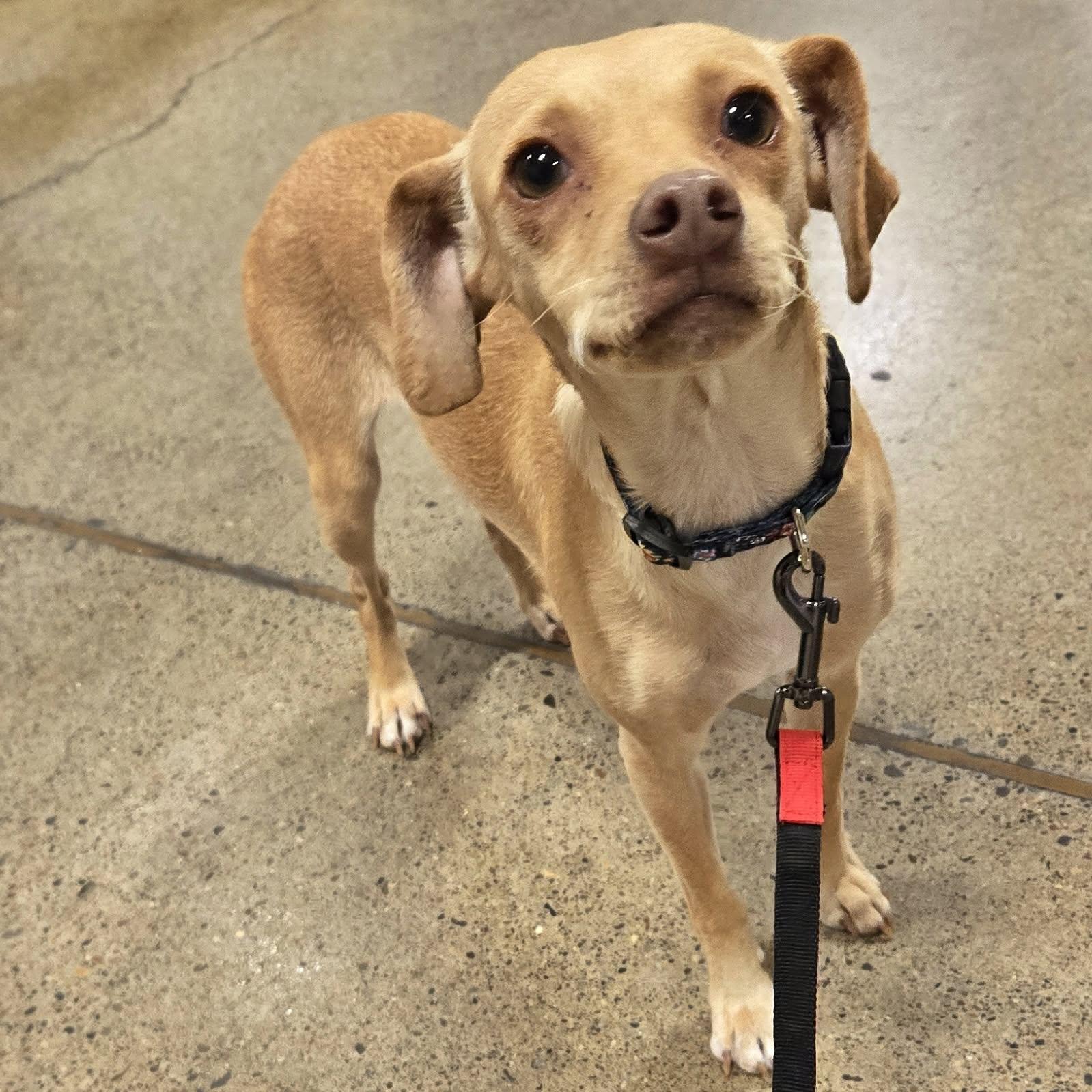 Enlarge Esha'ntarl, a ADOPTABLE mixed breed in Eugene, OR image 4/6