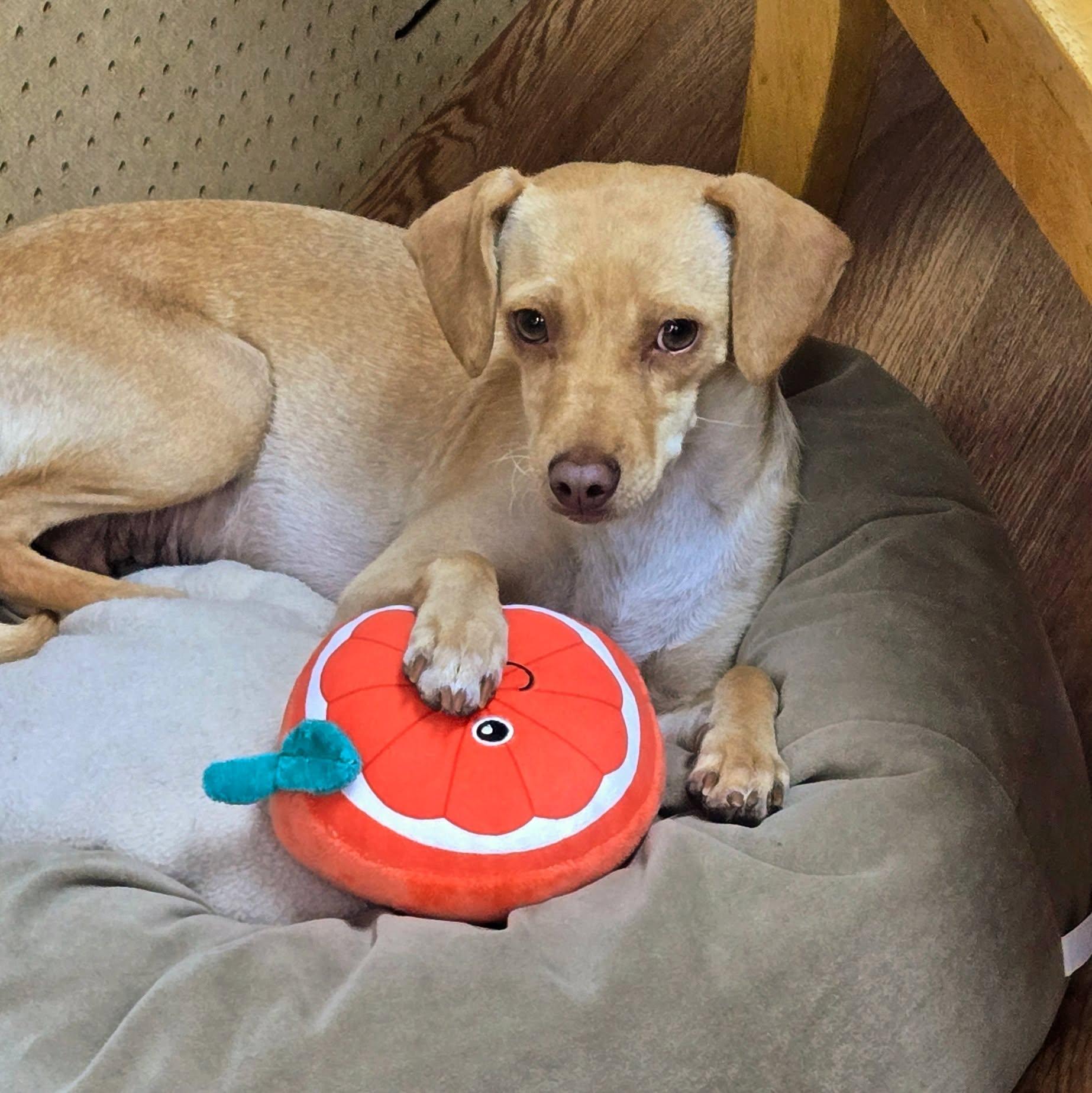 Esha'ntarl, a ADOPTABLE mixed breed in Eugene, OR image 2/3