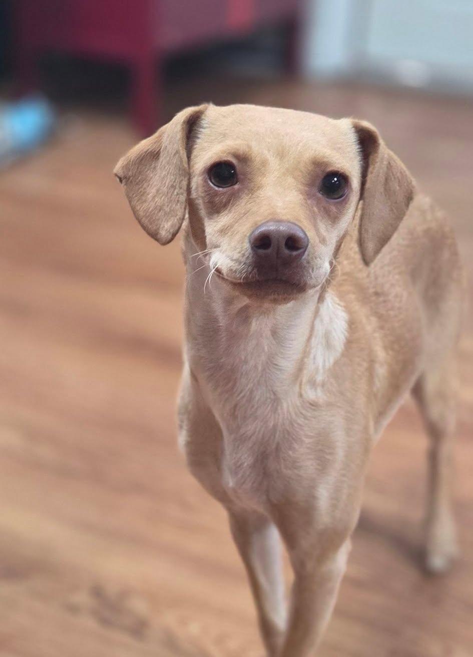 Enlarge Esha'ntarl, a ADOPTABLE mixed breed in Eugene, OR image 2/6