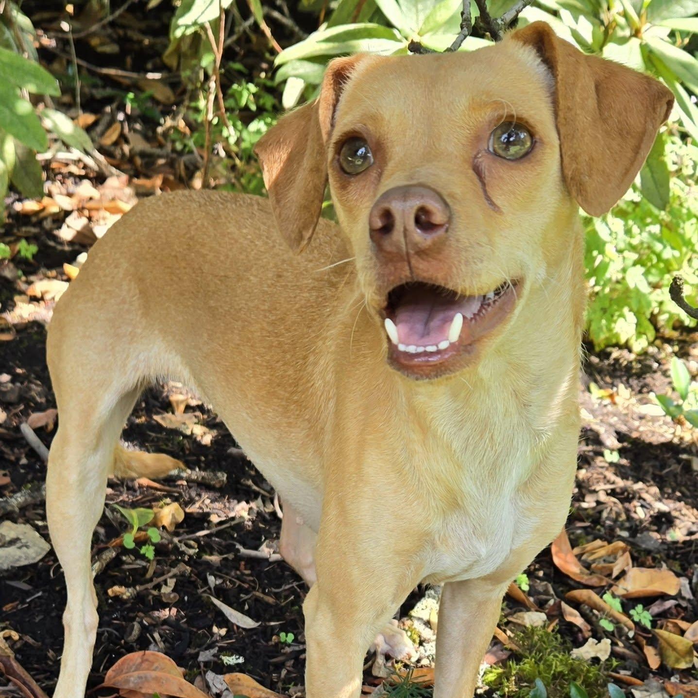 Esha'ntarl, ADOPTABLE, Adult Female Chihuahua.
