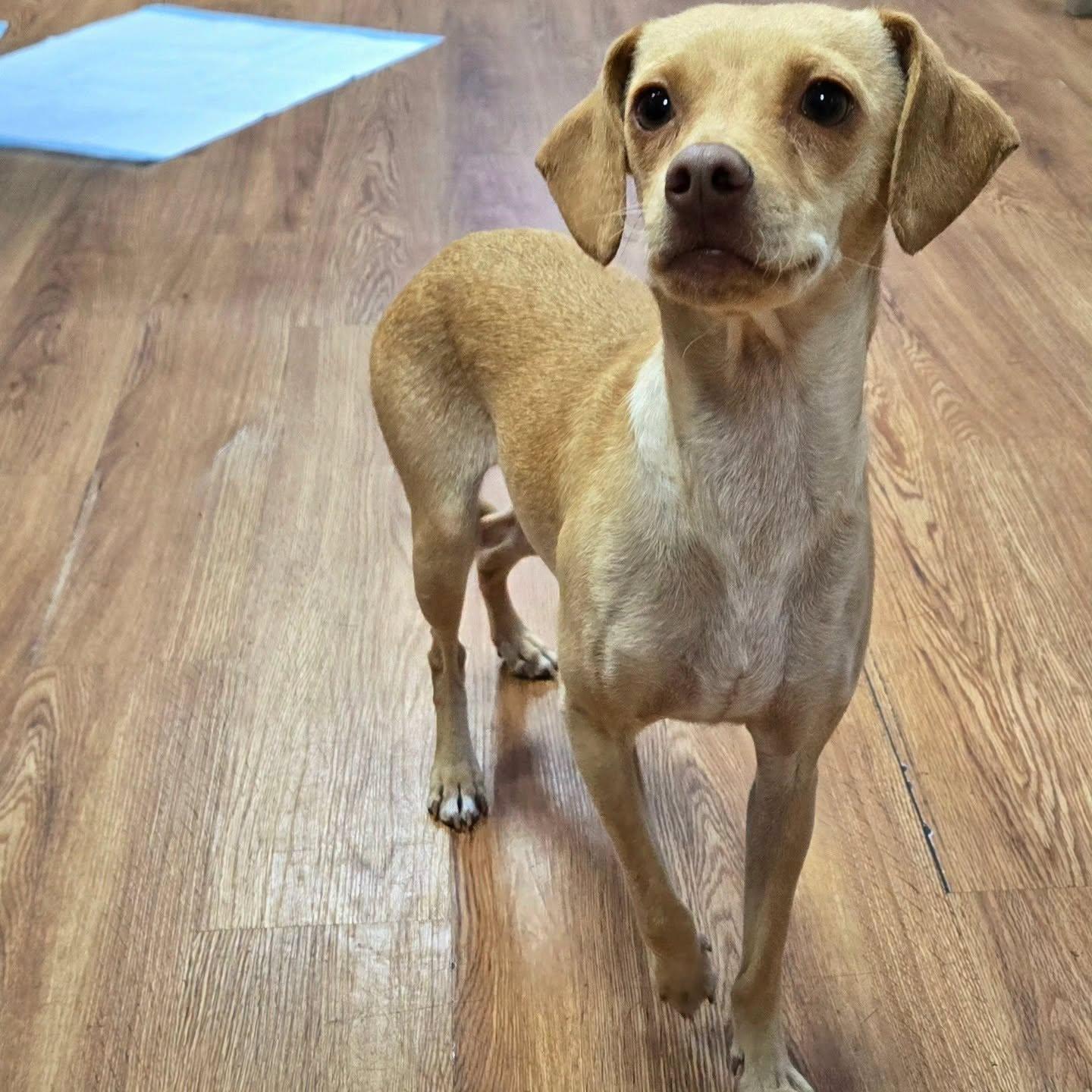 Esha'ntarl, a ADOPTABLE mixed breed in Eugene, OR image 3/3