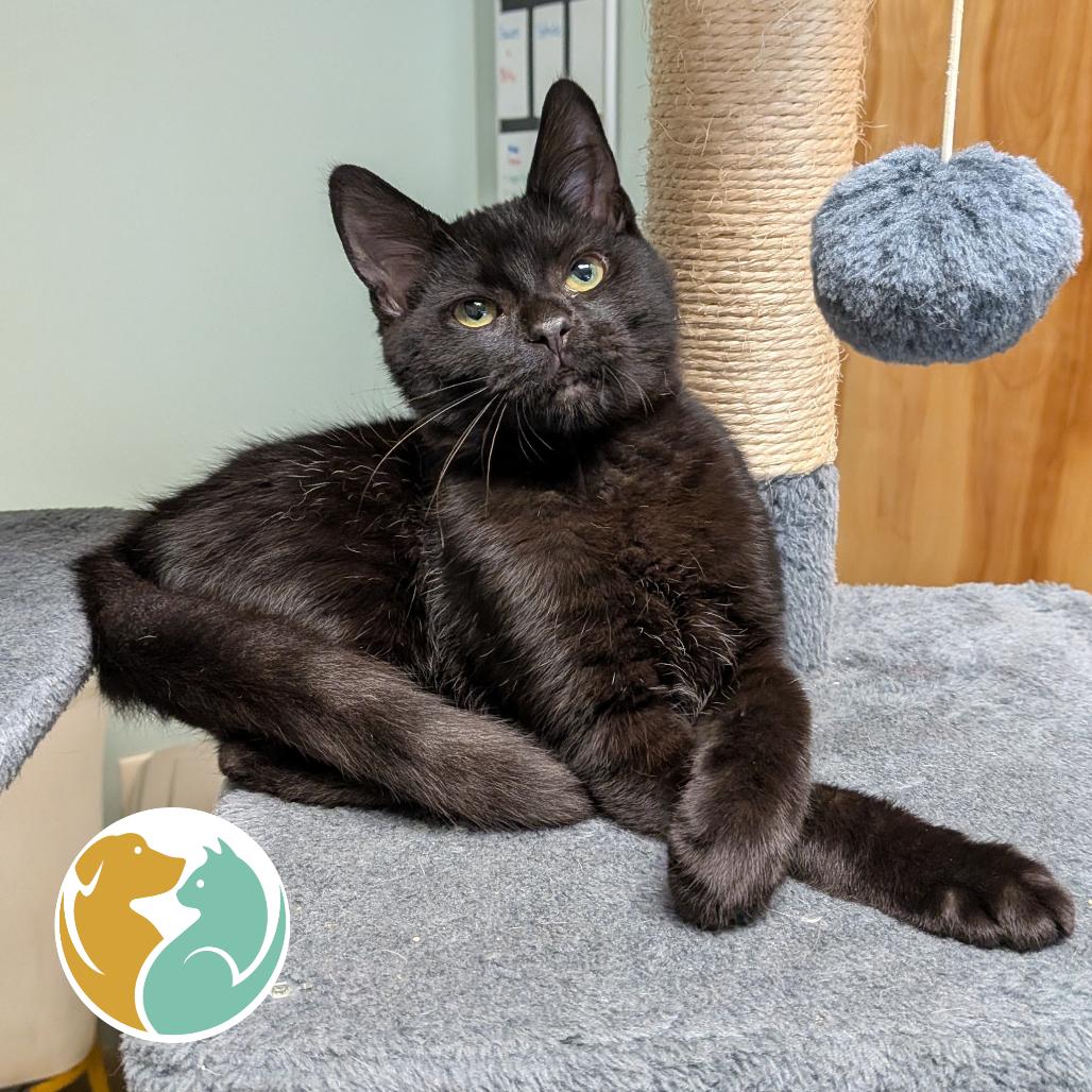 Snot Rocket, Adoptable, Kitten Male Domestic Short Hair.