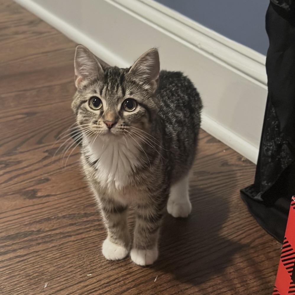 Puma, Adoptable, Young Male Domestic Medium Hair.