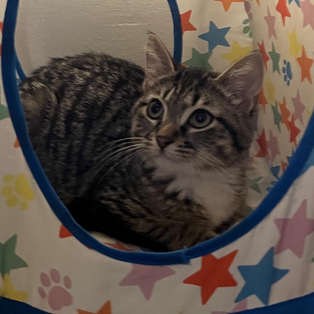 Enlarge Puma, a Adoptable Domestic Medium Hair in Fayetteville, GA image 2/2