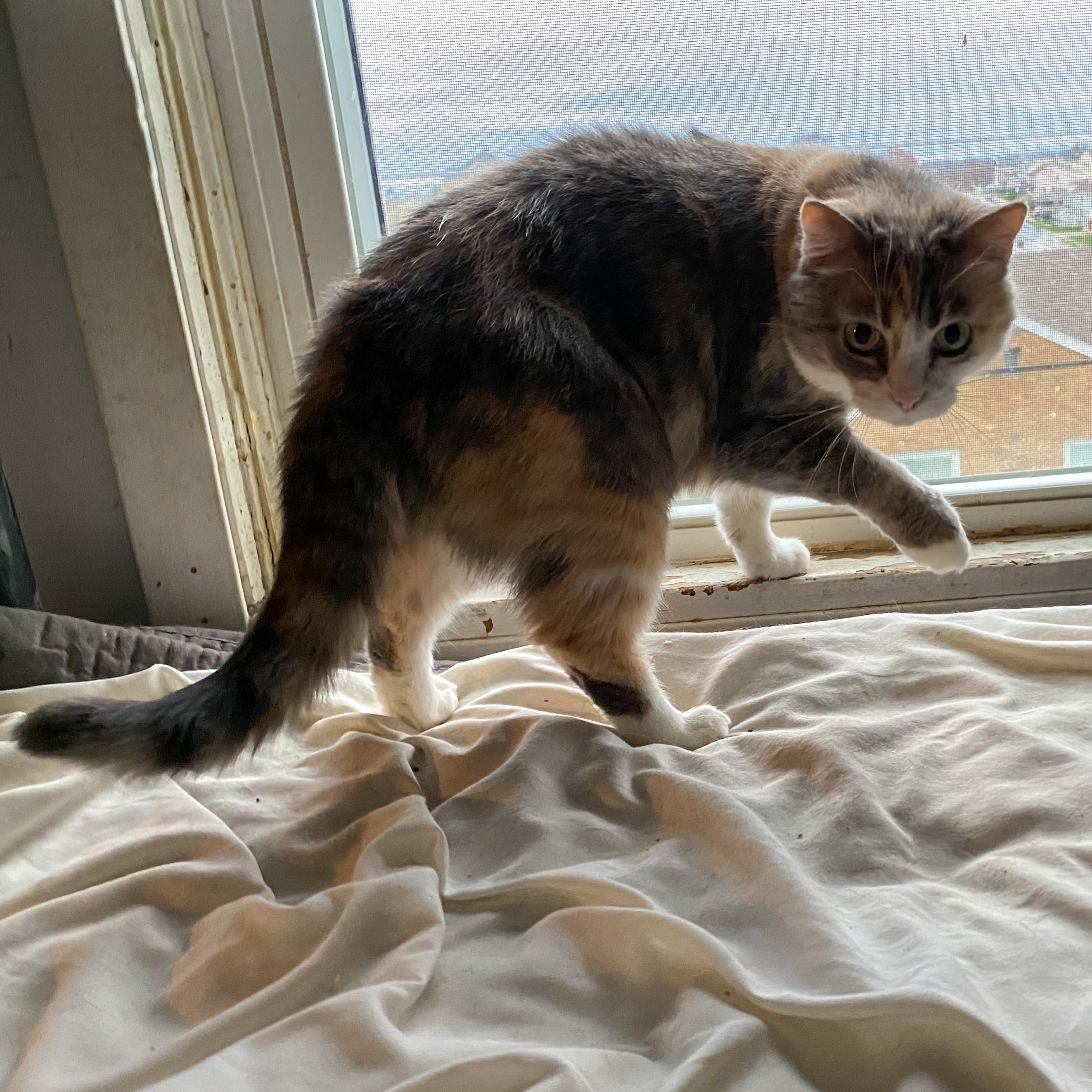 Precious , Adoptable, Senior Female Domestic Short Hair.