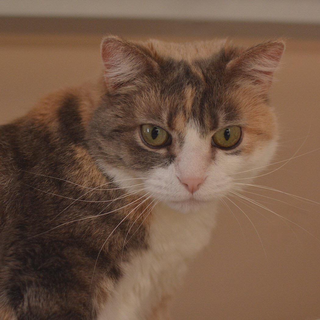 Enlarge Precious , a Adoptable Domestic Short Hair in Mount Pleasant, PA image 2/6