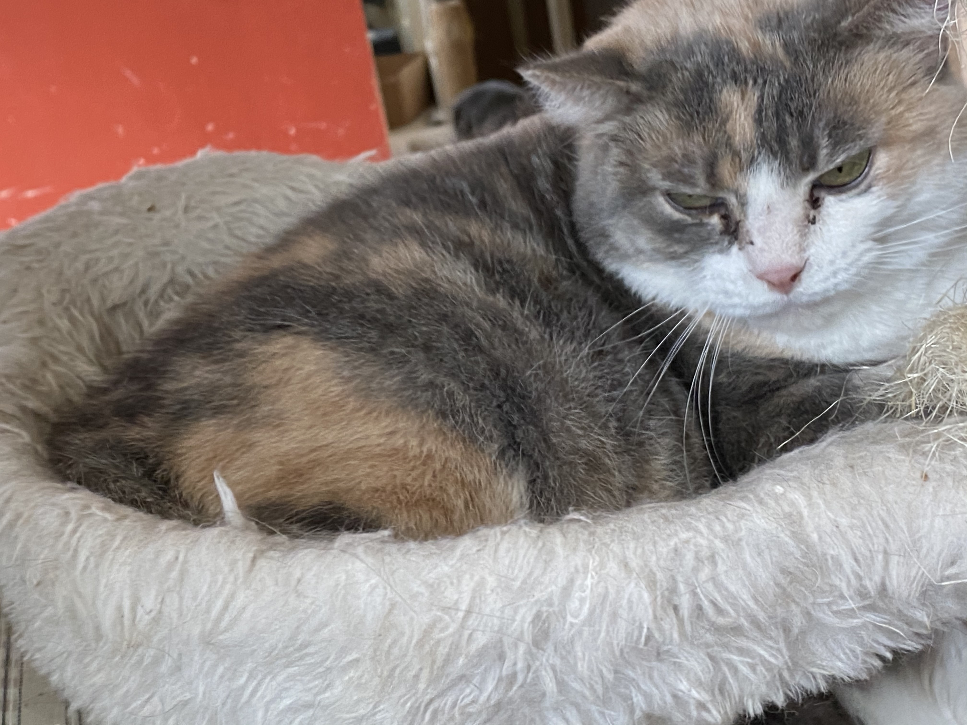 Enlarge Precious , a Adoptable Domestic Short Hair in Mount Pleasant, PA image 3/6