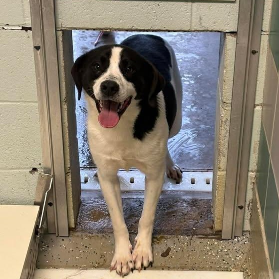 Enlarge Stewie, a ADOPTABLE mixed breed in Bardstown, KY image 5/6