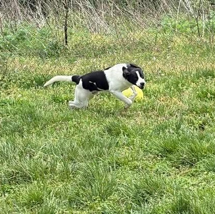Enlarge Stewie, a ADOPTABLE mixed breed in Bardstown, KY image 6/6