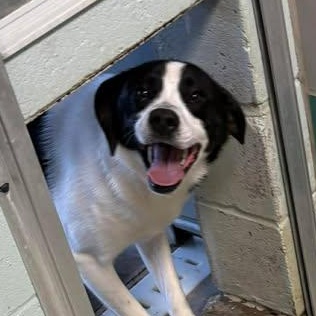 Enlarge Stewie, a ADOPTABLE mixed breed in Bardstown, KY image 3/6