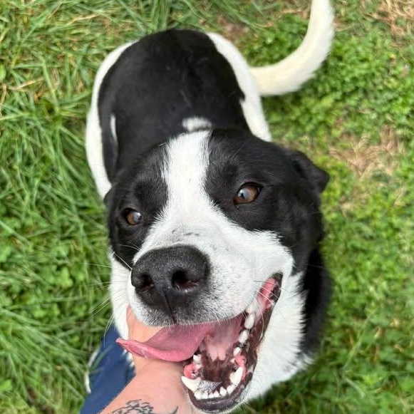 Enlarge Stewie, a ADOPTABLE mixed breed in Bardstown, KY image 4/6