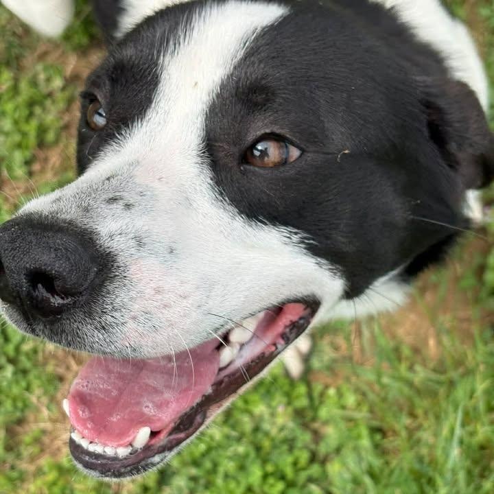 Enlarge Stewie, a ADOPTABLE mixed breed in Bardstown, KY image 2/6