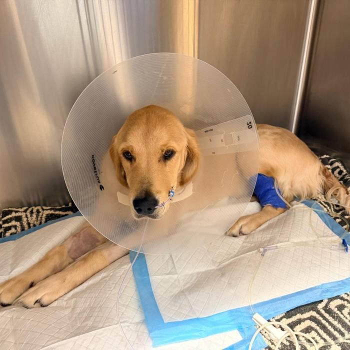Enlarge Piper 7072, a Adoptable Golden Retriever in Louisville, KY image 1/4