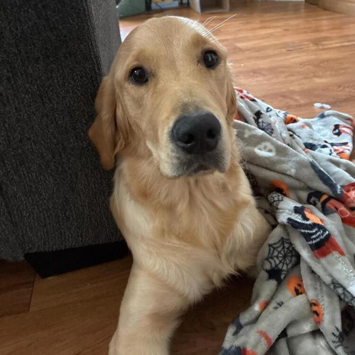 Enlarge Piper 7072, a Adoptable Golden Retriever in Louisville, KY image 2/4