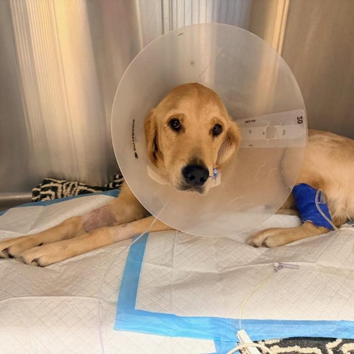 Enlarge Piper 7072, a Adoptable Golden Retriever in Louisville, KY image 3/4