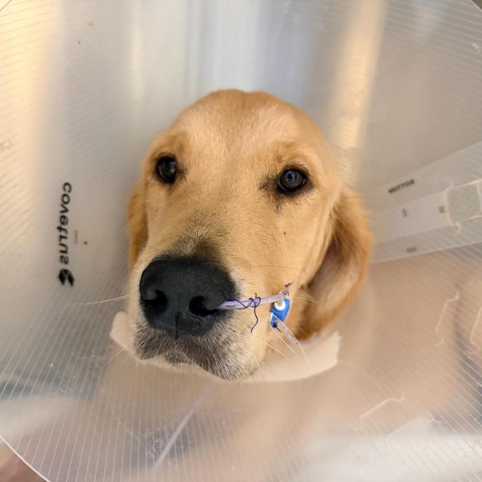 Enlarge Piper 7072, a Adoptable Golden Retriever in Louisville, KY image 4/4
