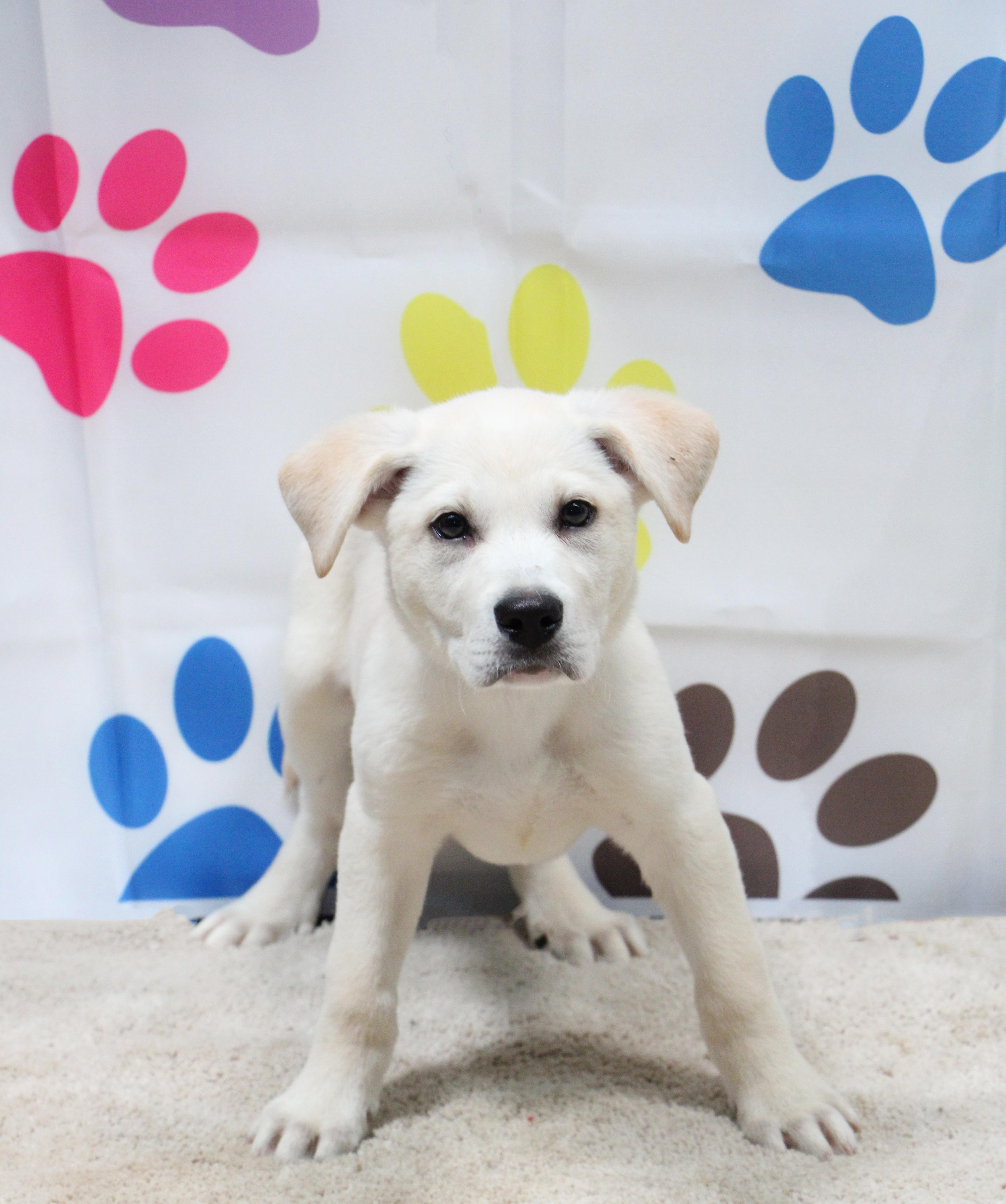 Enlarge Romeo, a Adoptable mixed breed in Graham, TX image 2/3