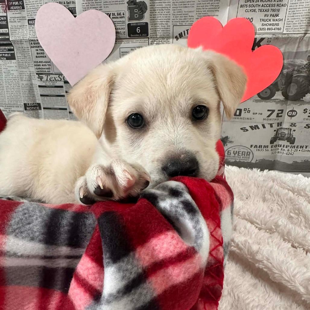 Enlarge Romeo, a Adoptable mixed breed in Graham, TX image 3/3