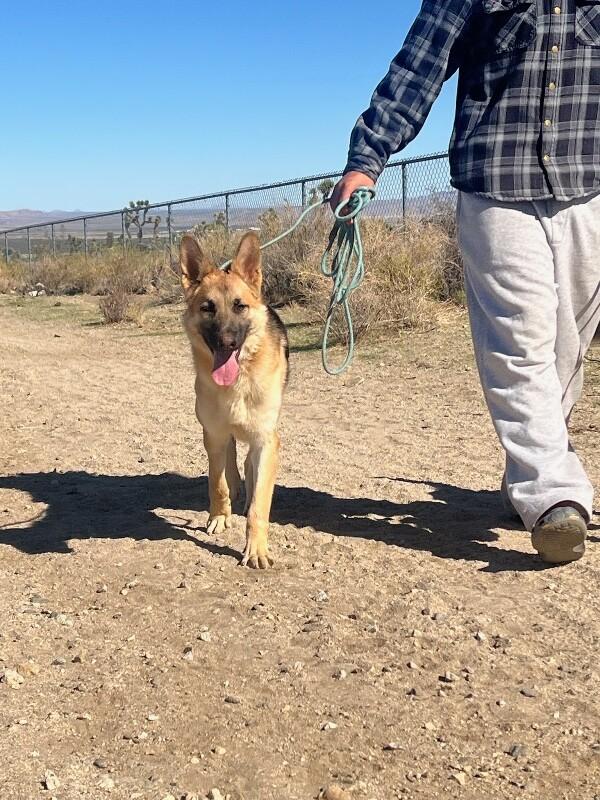 Jones, Adoptable, Adult Male German Shepherd Dog.