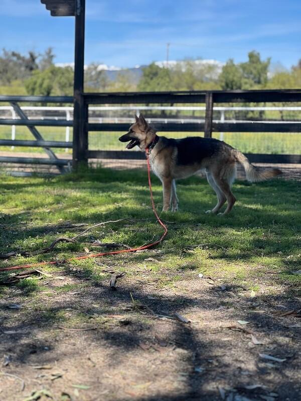 Enlarge Jones, a Adoptable German Shepherd Dog in Manhattan Beach, CA image 2/6