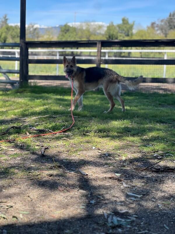 Enlarge Jones, a Adoptable German Shepherd Dog in Manhattan Beach, CA image 3/6