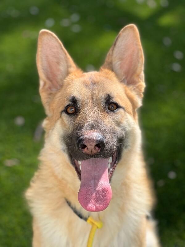 Enlarge Jones, a Adoptable German Shepherd Dog in Manhattan Beach, CA image 4/6