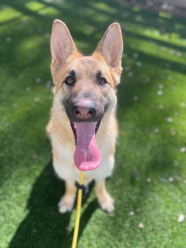 Enlarge Jones, a Adoptable German Shepherd Dog in Manhattan Beach, CA image 5/6