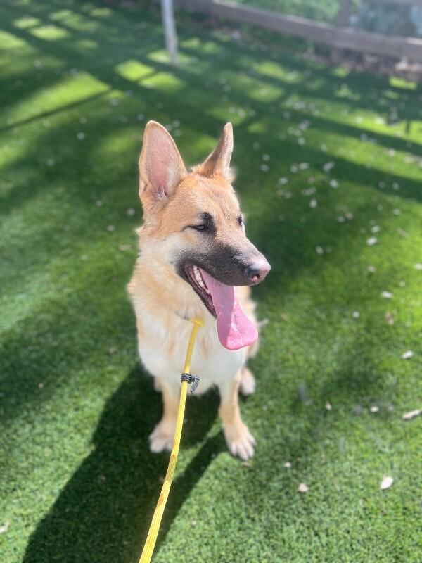 Enlarge Jones, a Adoptable German Shepherd Dog in Manhattan Beach, CA image 6/6