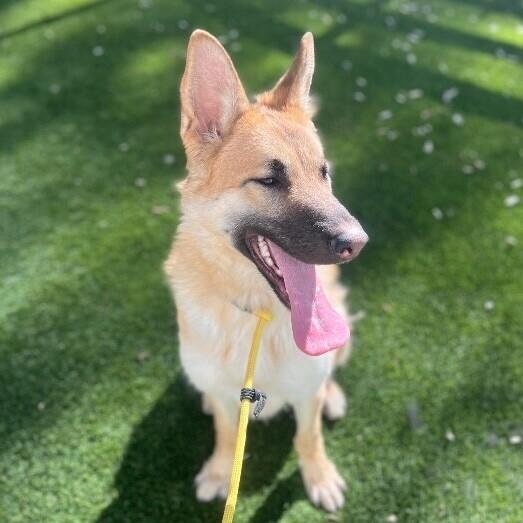 Enlarge Jones, a Adoptable German Shepherd Dog in Manhattan Beach, CA image 6/6