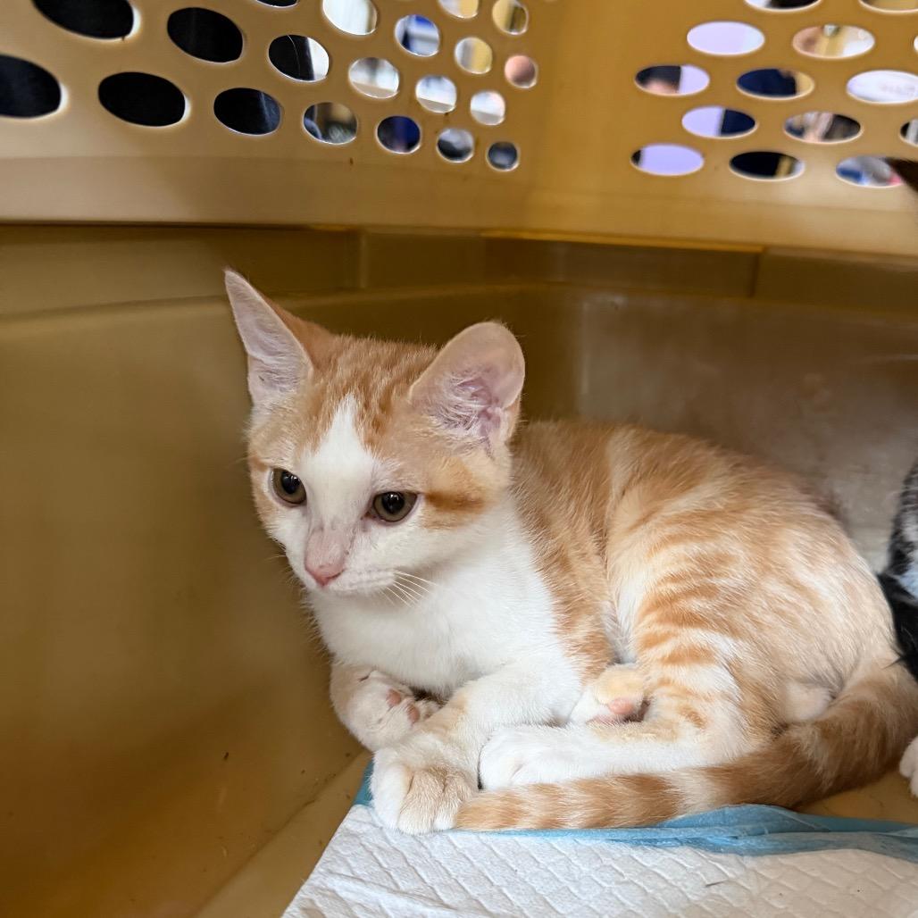 Betty, Adoptable, Kitten Female Domestic Short Hair.
