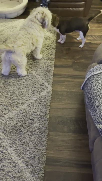 Enlarge Brady, a Adopted Beagle in Durham, NC video 6/11