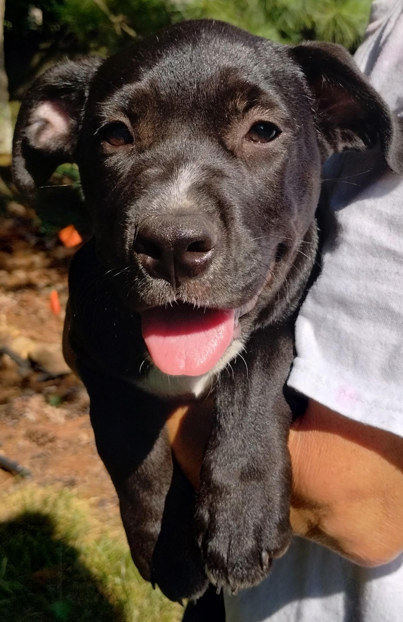 Enlarge Diana, a ADOPTABLE mixed breed in Whitestown, IN image 1/1