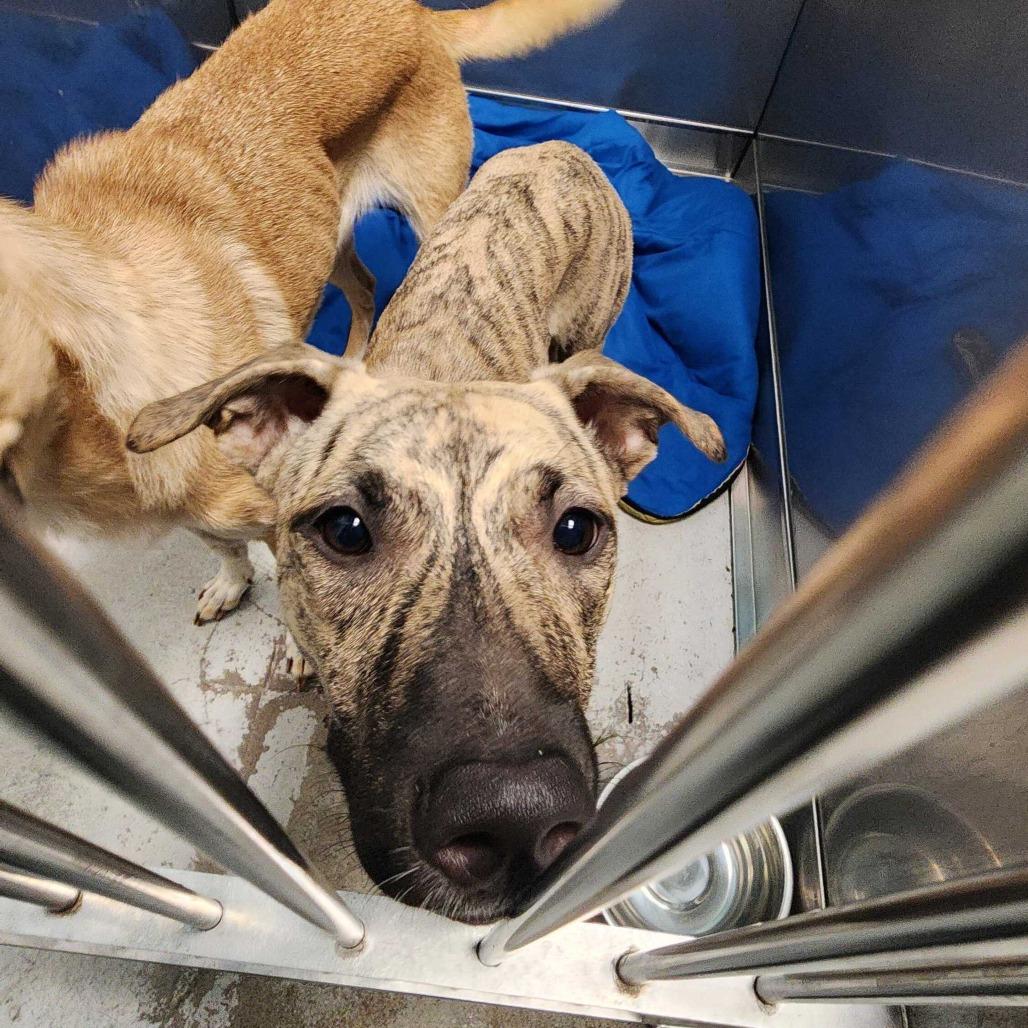 Rhea, Adoptable, Young Female Mixed Breed.