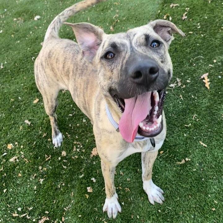 Rhea, a Adoptable Mixed Breed in Davenport, IA image 2/4