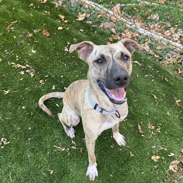 Rhea, a Adoptable Mixed Breed in Davenport, IA image 3/4