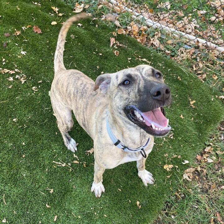 Rhea, a Adoptable Mixed Breed in Davenport, IA image 4/4