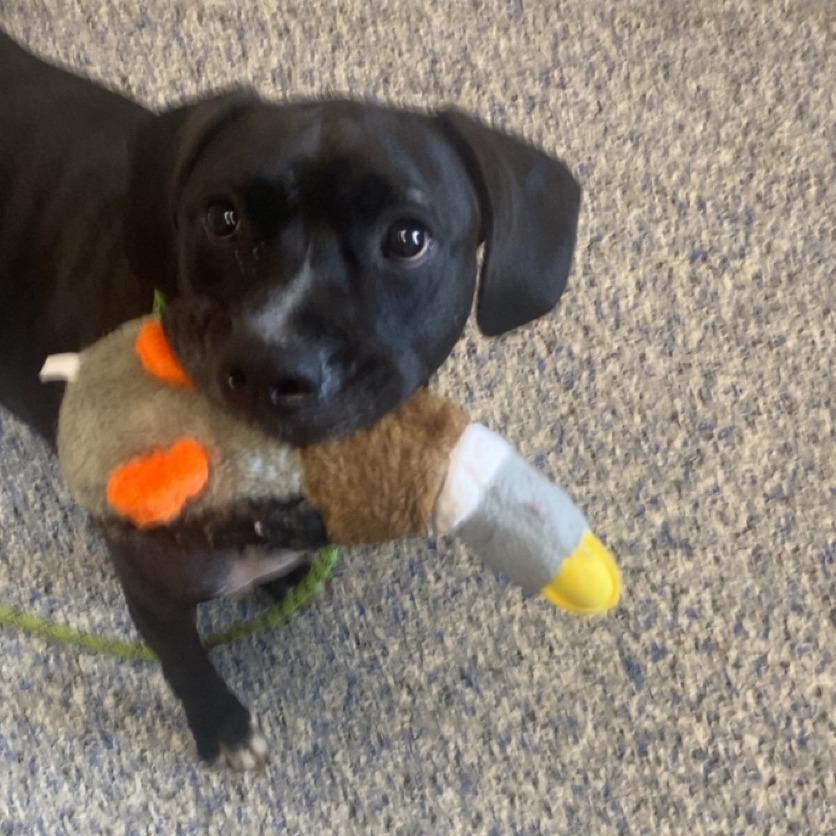 Ole Buddy, Adoptable, Adult Male Mixed Breed & Mixed Breed.