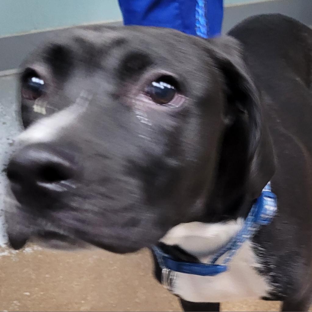 Enlarge Ole Buddy, a Adoptable mixed breed in Greenville, SC image 2/5
