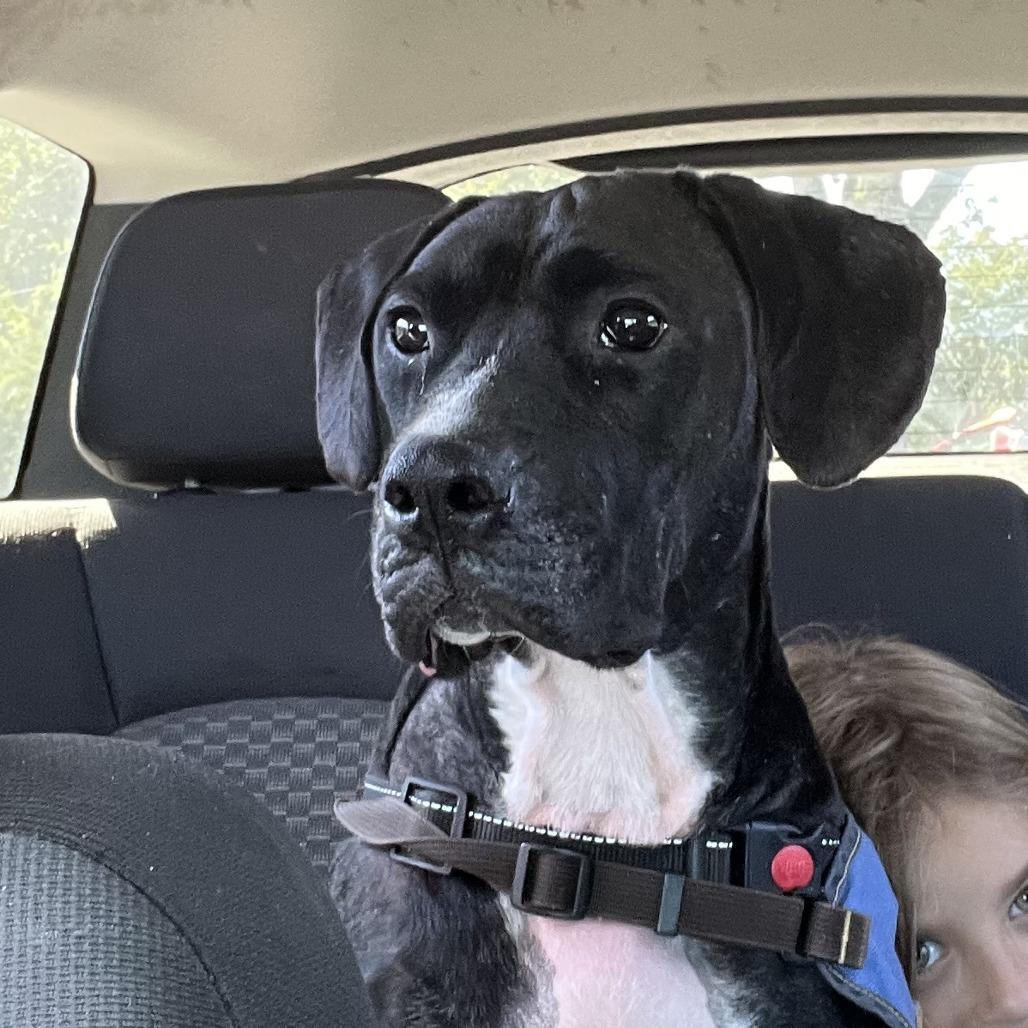 Enlarge Ole Buddy, a Adoptable mixed breed in Greenville, SC image 3/5