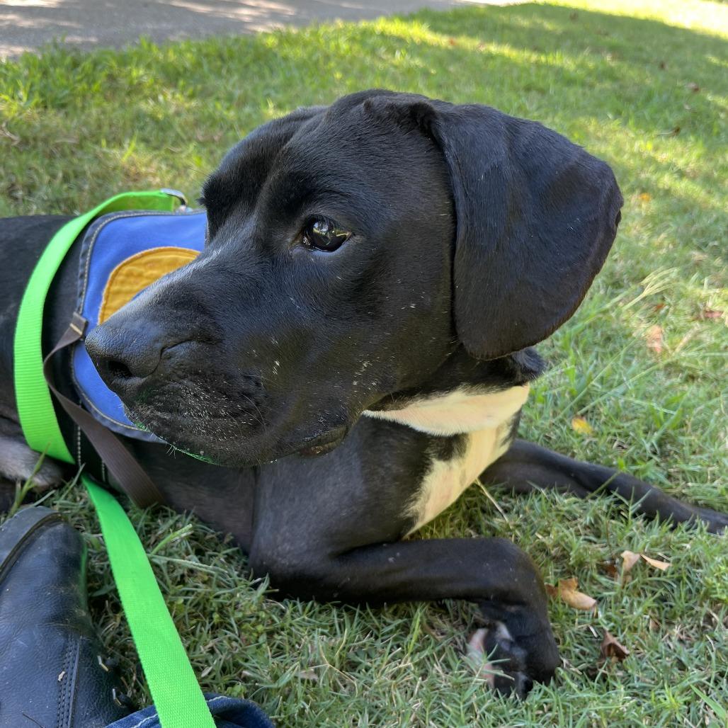 Enlarge Ole Buddy, a Adoptable mixed breed in Greenville, SC image 5/5