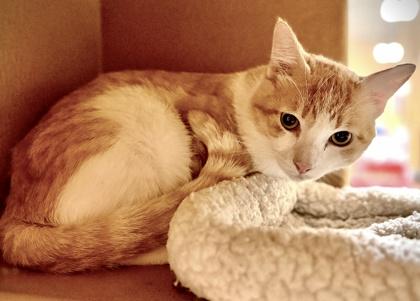 Lilo, Adoptable, Young Male Domestic Short Hair & Domestic Short Hair.