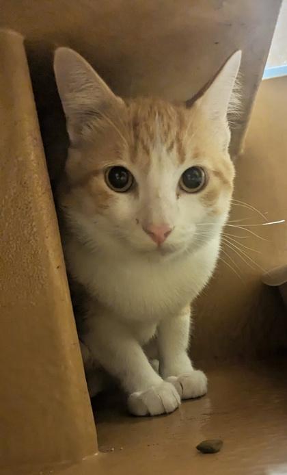 Enlarge Lilo, a Adoptable mixed breed in San Diego, CA image 3/3