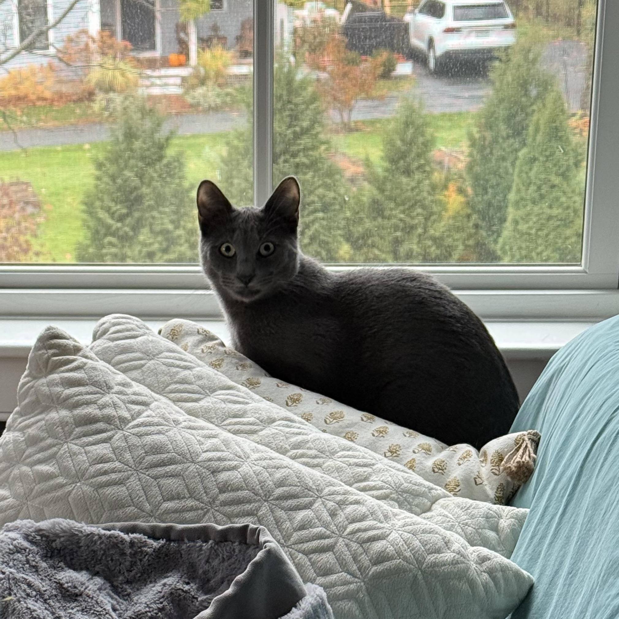 Enlarge Dwayne, an adopted Domestic Short Hair in Thomaston, CT image 2/6