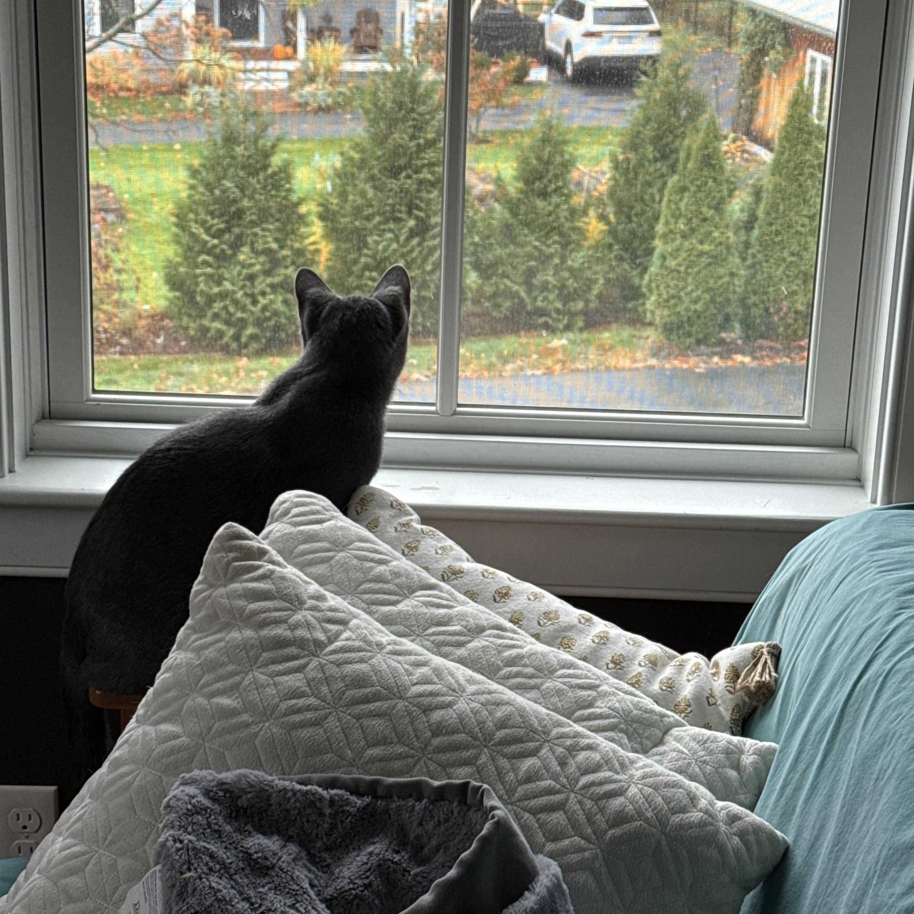 Enlarge Dwayne, an adopted Domestic Short Hair in Thomaston, CT image 3/6