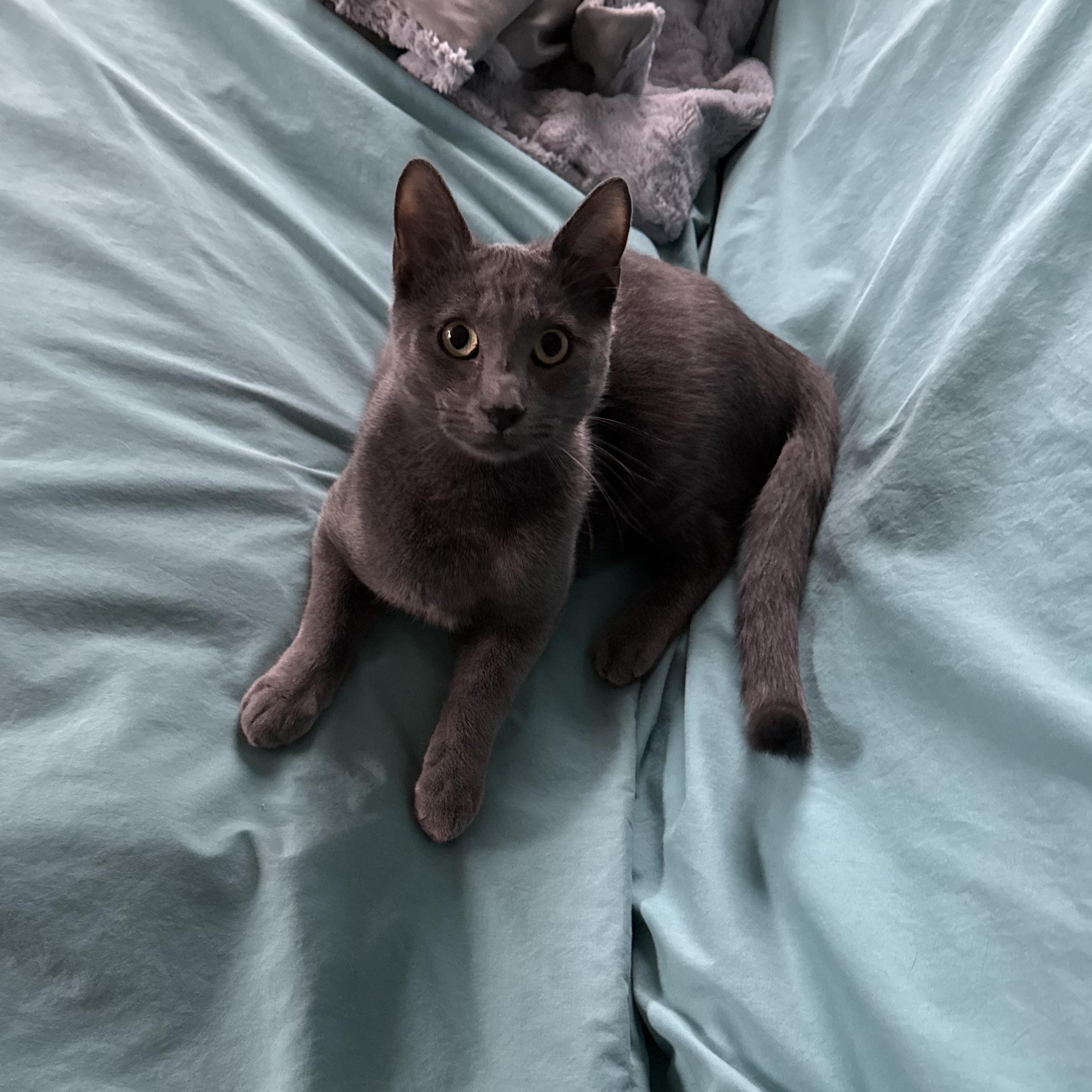 Dwayne, adopted, Young Male Domestic Short Hair.