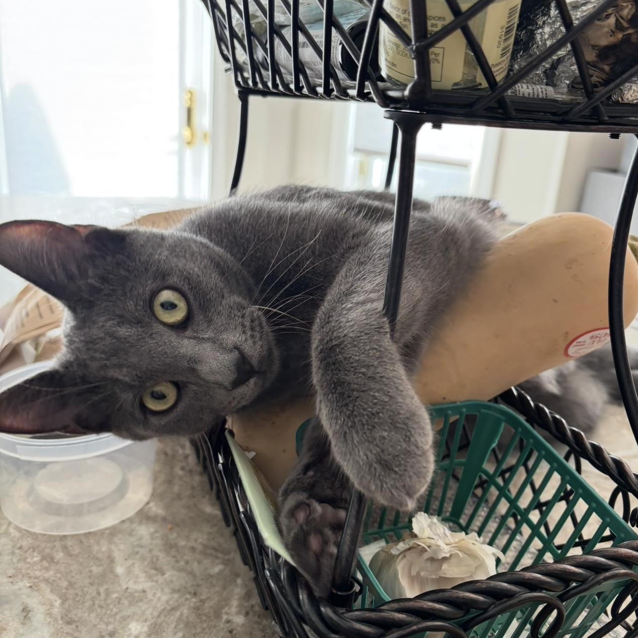 Enlarge Dwayne, an adopted Domestic Short Hair in Thomaston, CT image 4/6