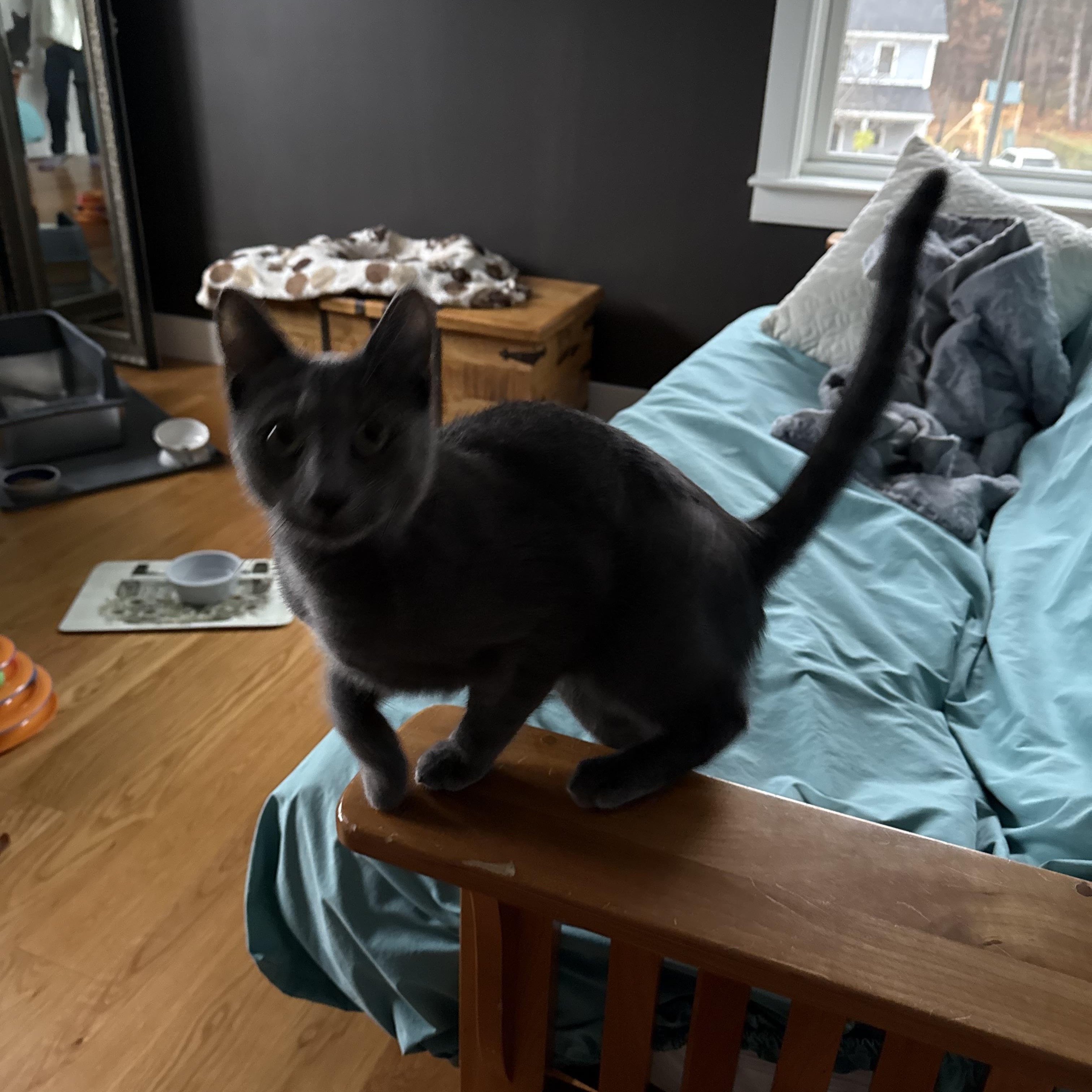 Enlarge Dwayne, an adopted Domestic Short Hair in Thomaston, CT image 5/6