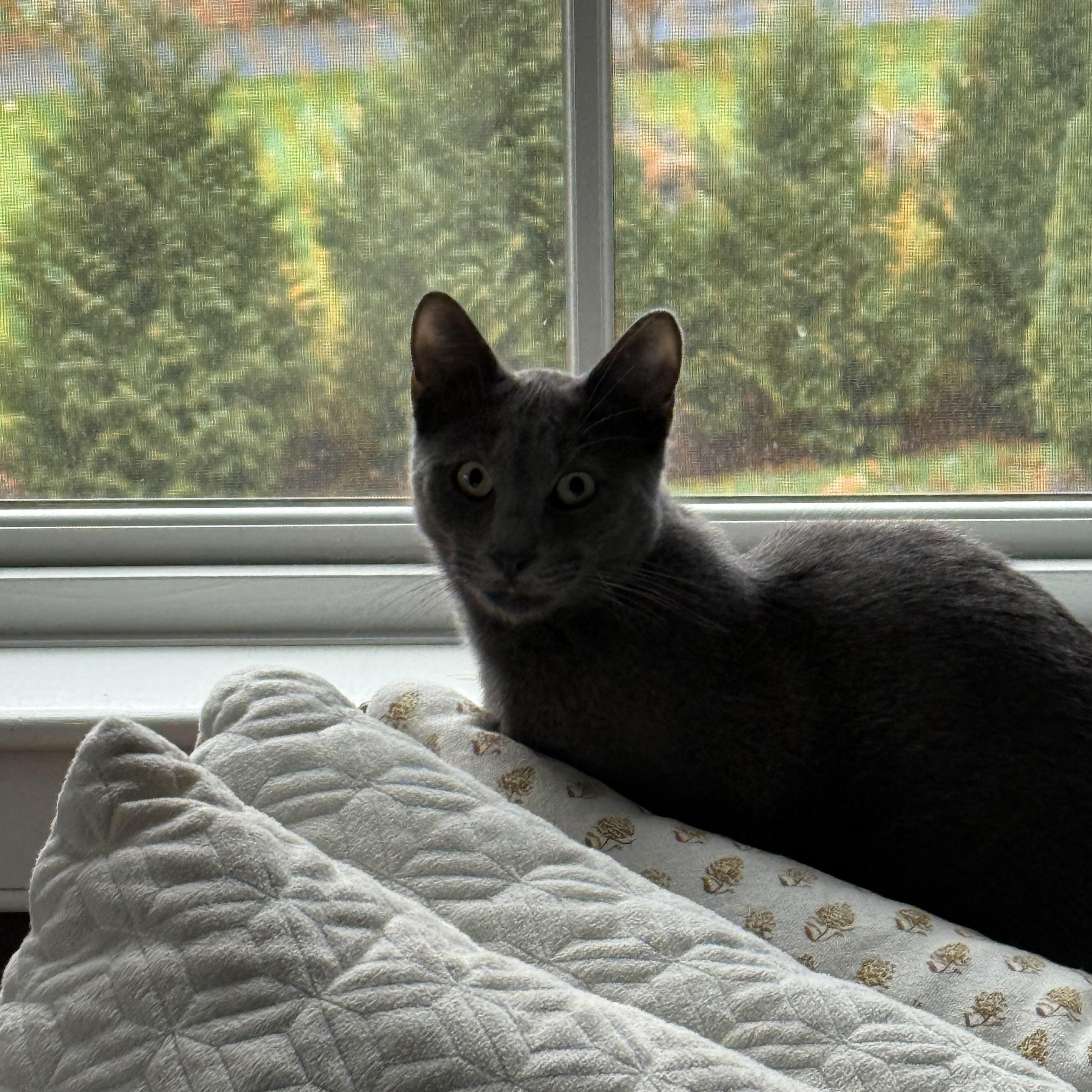 Enlarge Dwayne, an adopted Domestic Short Hair in Thomaston, CT image 6/6