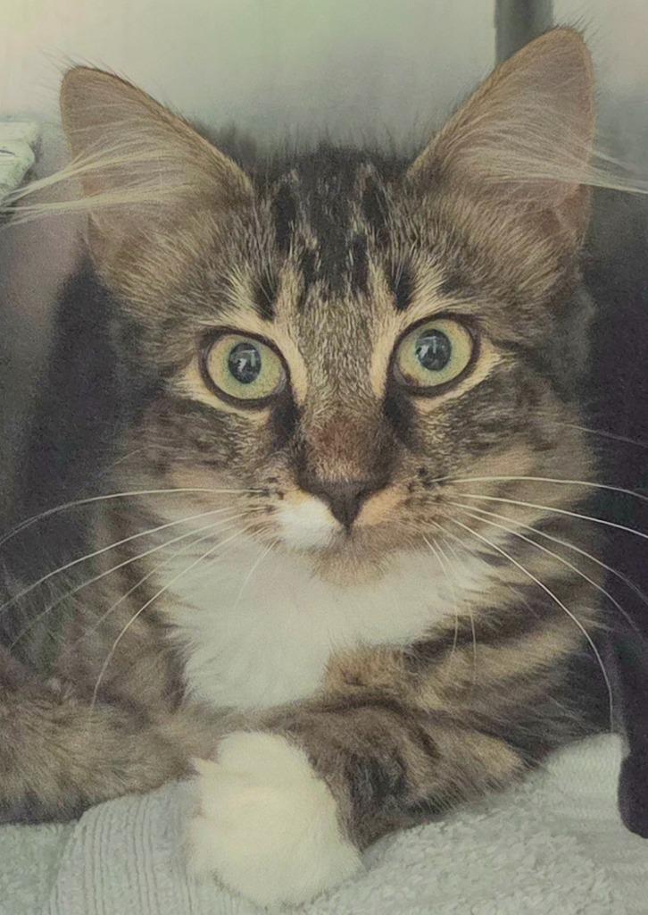 Tuffs, Adoptable, Kitten Female Domestic Long Hair.